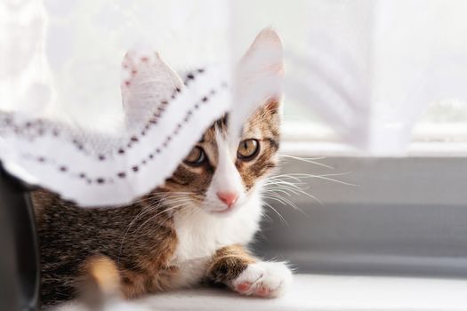 Cute gray kitten is hiding behind laced curtains. Fluffy pet at home. Funny cat on window sill.