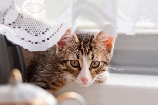 Cute gray kitten is hiding behind laced curtains. Fluffy pet at home. Funny cat on window sill.