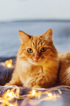 Cute ginger cat lying in bed with shining light bulbs. Fluffy pet looks curiously. Cozy home holiday background.