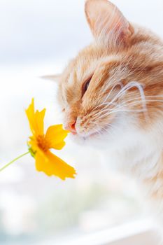 Cute ginger cat smelling a yellow flower. Fluffy pet frowning with pleasure. Cozy spring morning at home.