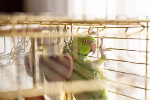 Green lory parrot. Talkative lorikeet pet sitting in a cage with toys.