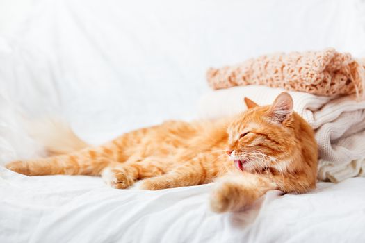 Ginger cat lies near a pile of beige woolen clothes on a white background. Warm knitted sweaters and scarfs are folded in one heap. soft focus.