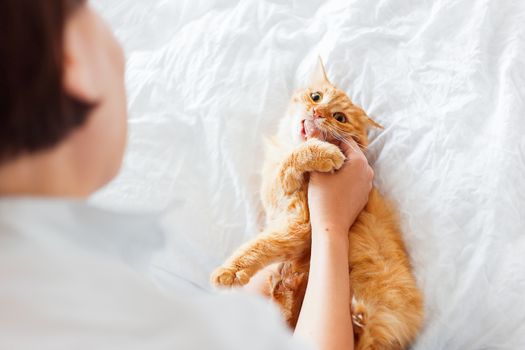 Ginger cat bites woman's hand. The fluffy pet plays with woman on white bed. Cute cozy background, morning bedtime at home. Soft focus.