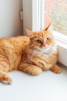 Cute ginger cat siting on window sill and waiting for something. Fluffy snowfall behind window glass.