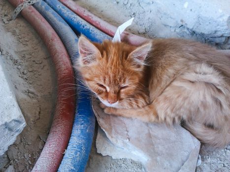 Dirty stray ginger kitten is slepping on construction site. Poor homeless animal.