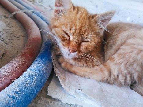 Dirty stray ginger kitten is slepping on construction site. Poor homeless animal.
