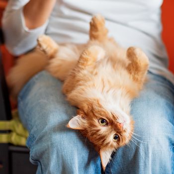 Cute ginger cat lying belly up on woman's knees. Fluffy pet looks with curiousity.