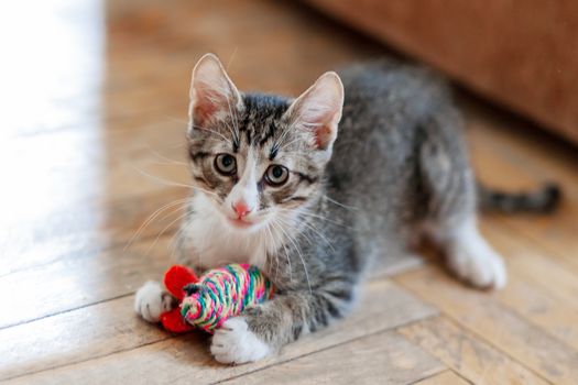 Cute gray kitten is playing with toy mouse. Funny pet on floor.