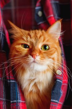 Cute ginger cat put it's head in a tartan shirt. Funny pet with arrogant emotion on face. Red fabric with checkered pattern.