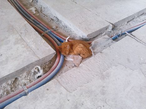 Dirty stray ginger kitten is slepping on construction site. Poor homeless animal.
