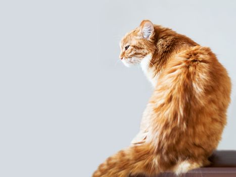 Cute ginger cat is sitting in a half-turn to camera. Fluffy serious pet on grey background. Portrait of domestic animal. Copy space.