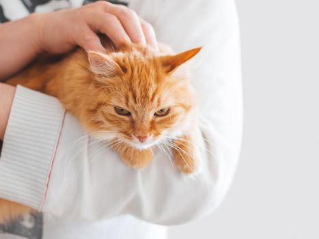 Cute ginger cat is sitting on man's hands and staring at camera. Symbol of fluffy pet adoption.