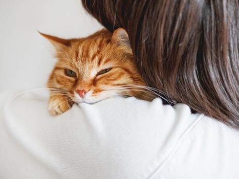 Cute ginger cat is peeping over the shoulder of it's owner. Fluffy pet is sitting on woman's hands and staring at camera. Domestic cat with funny expression on face looks cunning.