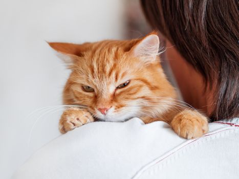 Cute ginger cat is peeping over the shoulder of it's owner. Fluffy pet is sitting on man's hands and staring at camera. Domestic cat with funny expression on face looks cunning.