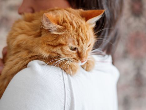 Cute ginger cat is peeping over the shoulder of it's owner. Fluffy pet is sitting on man's hands and staring at camera. Domestic cat with funny expression on face looks cunning.