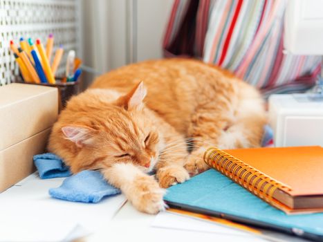 Cute ginger cat is sleeping among office supplies and sewing machine. Fluffy pet dozing on stationery. Cozy home background.