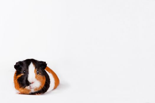Three-coloured Guinea pig. Cute pet on white background with place for text.