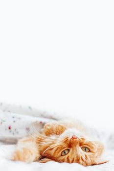 Cute ginger cat lying in bed under a blanket. Fluffy pet comfortably settled to sleep. Cozy home background with funny pet. Place for text.