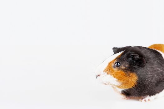 Cute tricolor Guinea pig with curious expression on white background with place for text.
