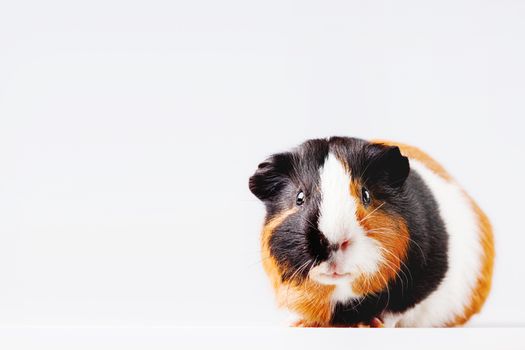 Cute tricolor Guinea pig with curious expression on white background with place for text.