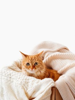 Cute ginger cat in box with knitted sweaters. Curious fluffy pet with warm beige clothes. Copy space.