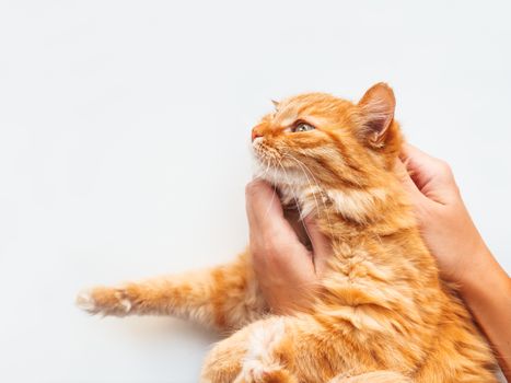 Woman is holding cute ginger cat. Fluffy pet on white background.