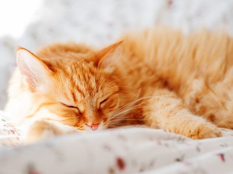 Cute ginger cat lying in bed. Fluffy pet dozing. Cozy home background, morning bedtime.
