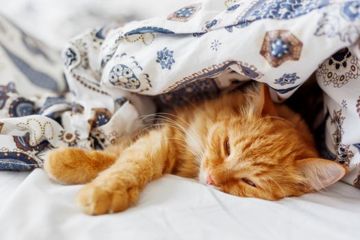 Cute ginger cat lying in bed under a blanket. Fluffy pet comfortably settled to sleep. Cozy home background with funny pet.