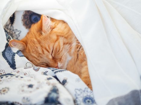 Cute ginger cat lying in bed under a blanket. Fluffy pet comfortably settled to sleep. Cozy home background with funny pet.