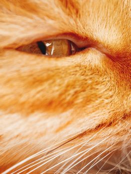 Cute ginger cat is dozing. Close up photo of fluffy pet face. Domestic animal staring in camera. Macro photo of cat's eye in fur.