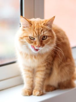 Cute ginger cat siting on window sill and licked. Fluffy pet with funny expression on face.