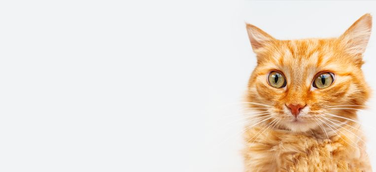 Banner with cute ginger cat. Fluffy pet on white background. Domestic animal with funny curious expression on furry face.