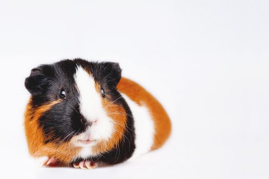 Cute tricolor Guinea pig with curious expression on white background with place for text.