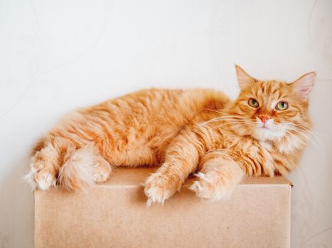 Cute ginger cat lying on carton box. Fluffy pet gazing curiously.