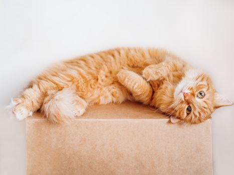 Cute ginger cat lying belly up on carton box. Fluffy pet gazing curiously.