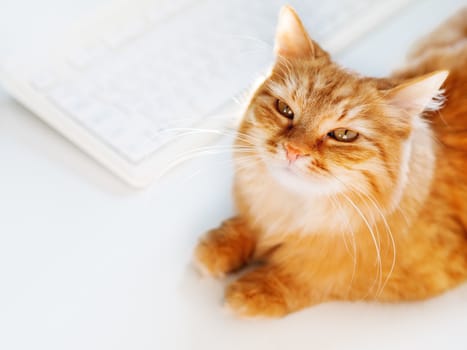 Cute ginger cat lying on white table near computer keyboard. Fluffy pet staring in camera. Freelance job. Top view.