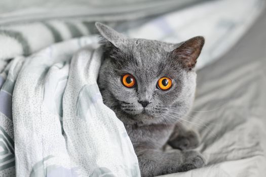 Cute grey cat lying in bed under a blanket. Fluffy pet comfortably settled to sleep. Cozy home background with funny pet.
