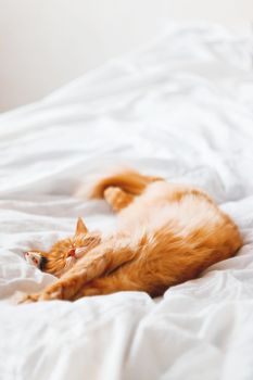 Ginger cat sleeping in bed with it's toy mouse. Cute cat dozing on white blanket. Cozy home background. Place for text.