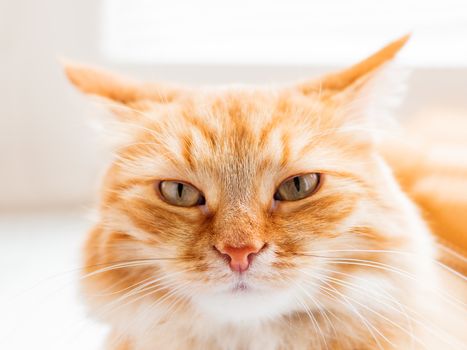 Cute ginger cat. Close up photo of fluffy pet face. Domestic animal is staring with curiosity. Macro photo of cat's eye and nose.