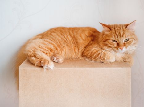 Cute ginger cat lying on carton box. Fluffy pet gazing angrily.