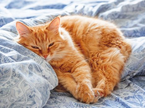 Cute ginger cat lying in bed. Fluffy pet looks curiously. Cozy home background.