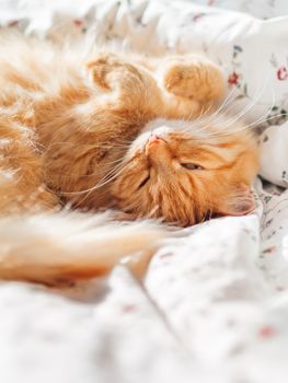 Cute ginger cat lying in bed under a blanket. Fluffy pet comfortably settled to sleep. Cozy home background with funny pet. Copy space.