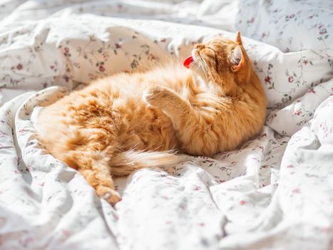 Cute ginger cat lying in bed. Fluffy pet is licking it's fur.Cozy morning bedtime at home.