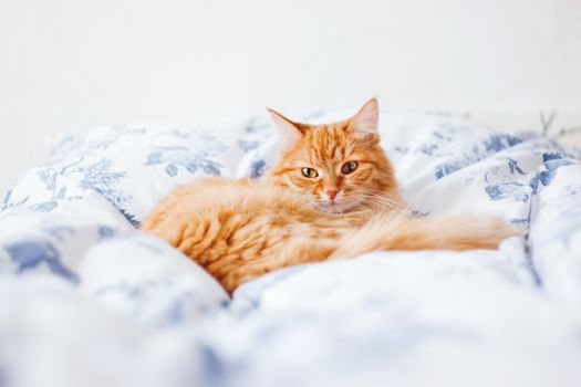 Cute ginger cat lying in bed. Fluffy pet looks curiously. Cozy home background.