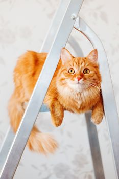 Cute ginger cat sits on ladder. Fluffy pet with curious expression on face. Place for text.