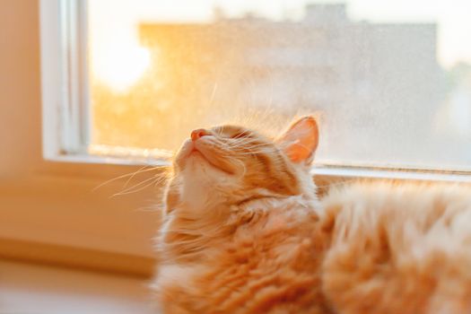 Cute ginger cat is lying on window sill and waiting for something. Fluffy pet in the setting sun. Cozy home.