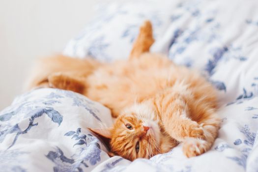 Cute ginger cat lying in bed. Fluffy pet looks curiously. Cozy home background.