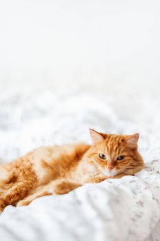 Cute ginger cat lying in bed. Fluffy pet comfortably settled to sleep. Cozy home background with funny pet. Copy space.