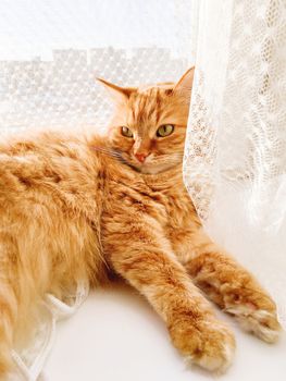 Cute ginger cat lying on window sill with tulle curtain. Fluffy pet is staring with curiosity. Sunny day in cozy home.