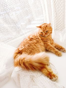 Cute ginger cat lying on window sill with tulle curtain. Fluffy pet is staring with curiosity. Sunny day in cozy home.